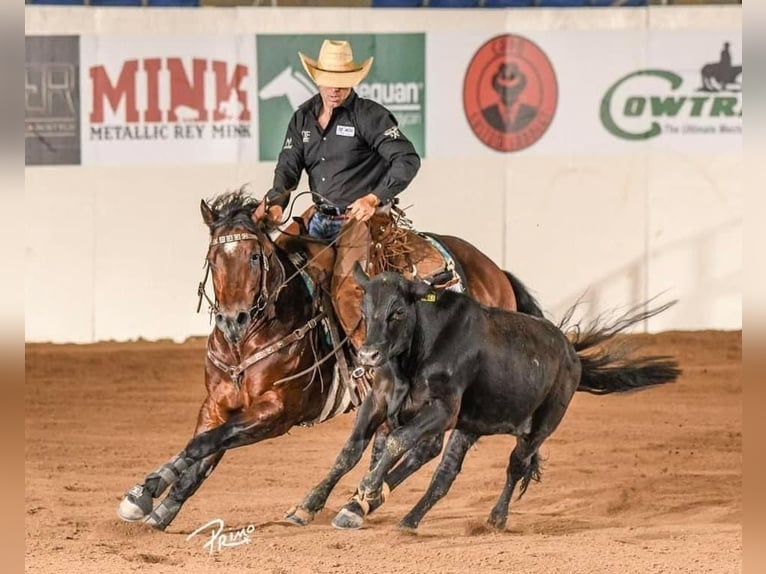 American Quarter Horse Hengst 5 Jahre 147 cm Rotbrauner in Leonard, TX