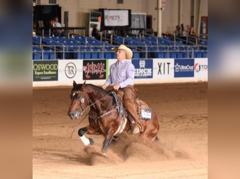 American Quarter Horse Hengst 5 Jahre 147 cm Rotbrauner in Leonard, TX