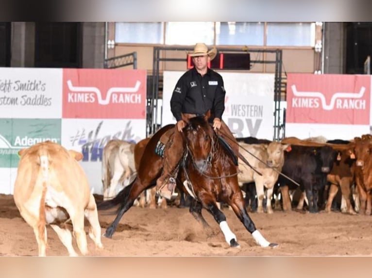 American Quarter Horse Hengst 5 Jahre 147 cm Rotbrauner in Leonard, TX