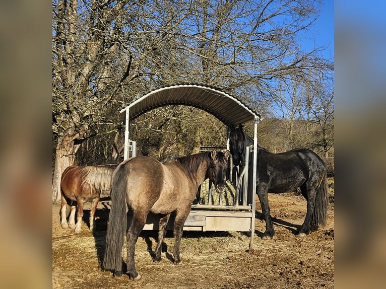 American Quarter Horse Hengst 5 Jahre 148 cm Grullo in Weilmünster