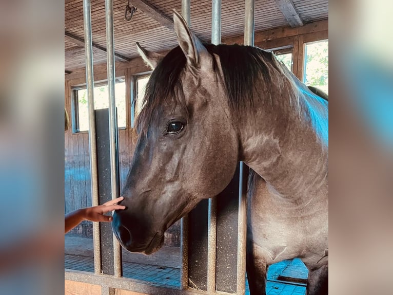 American Quarter Horse Hengst 5 Jahre 148 cm Grullo in Weilmünster
