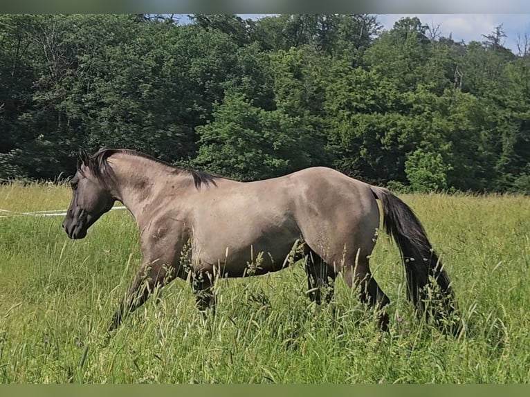 American Quarter Horse Hengst 5 Jahre 148 cm Grullo in Weilmünster