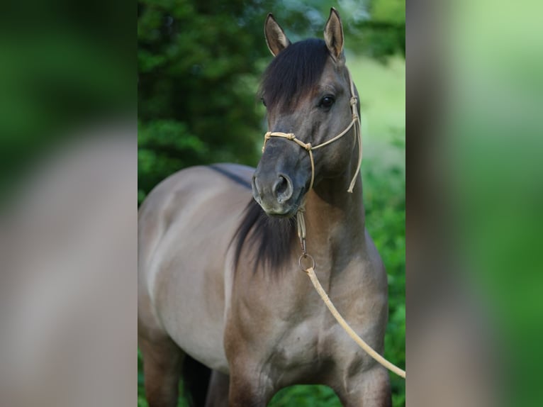 American Quarter Horse Hengst 5 Jahre 149 cm Grullo in Hartenfels