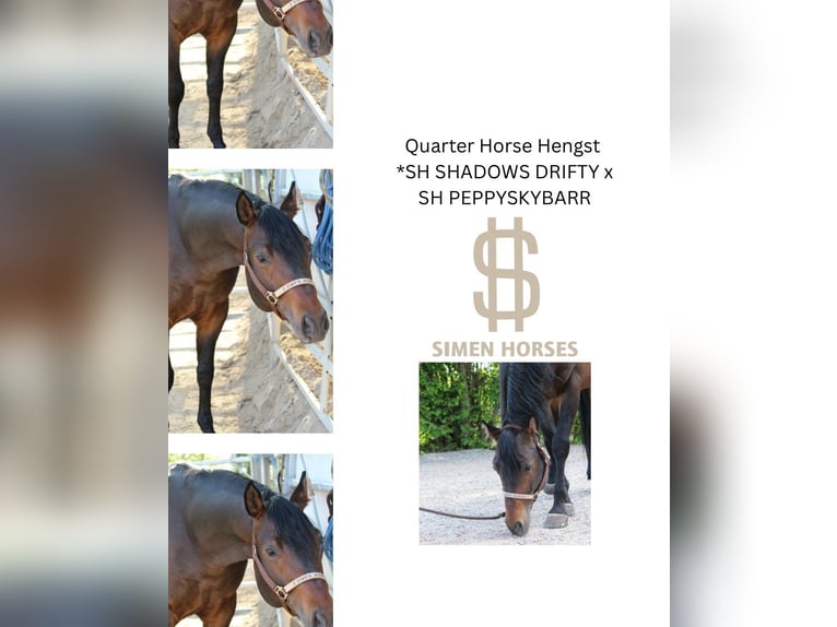 American Quarter Horse Hengst 5 Jahre 150 cm Brauner in Steinen