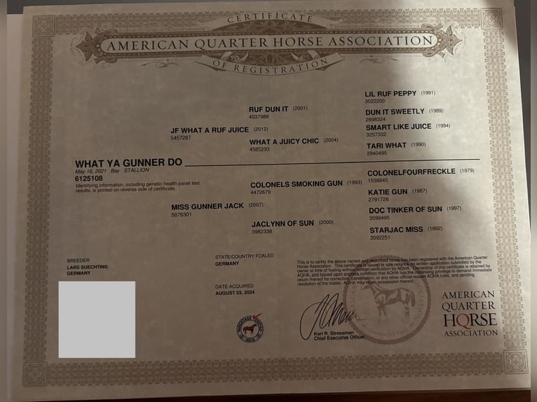 American Quarter Horse Hengst 5 Jahre 150 cm Brauner in Steyerberg