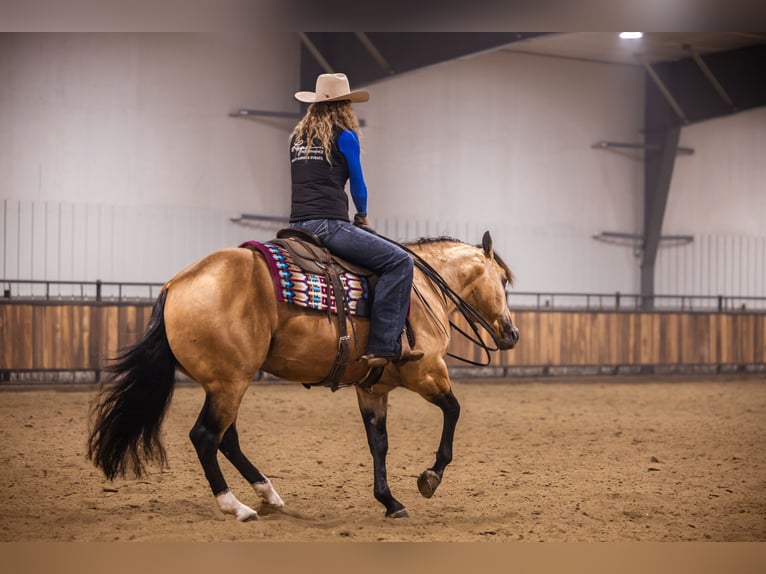 American Quarter Horse Hengst 5 Jahre 152 cm Buckskin in Canistota