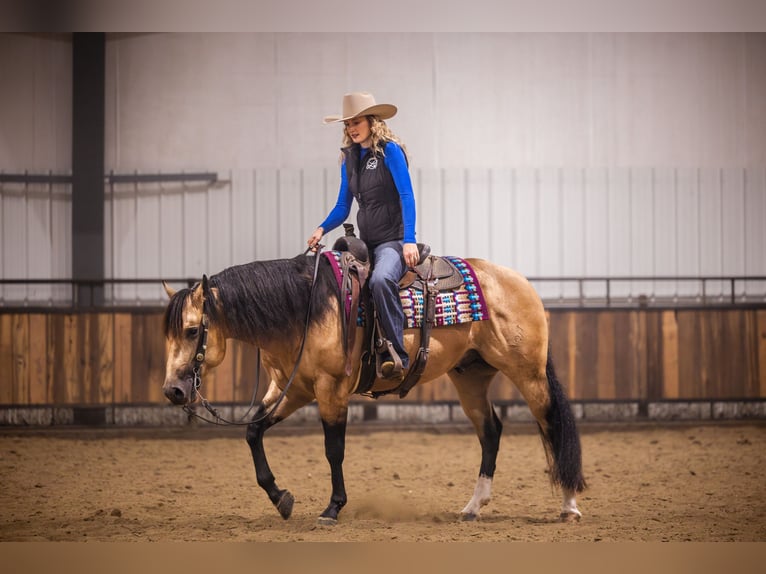 American Quarter Horse Hengst 5 Jahre 152 cm Buckskin in Canistota