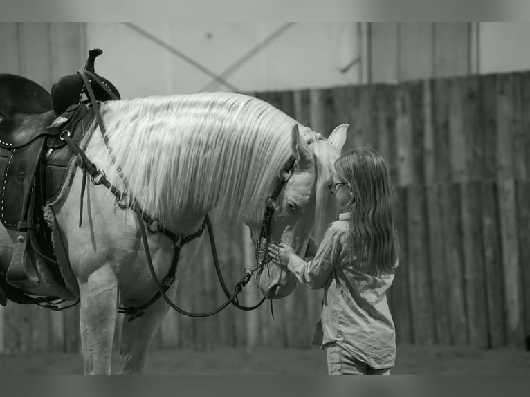 American Quarter Horse Hengst 5 Jahre 152 cm Cremello in Brandon