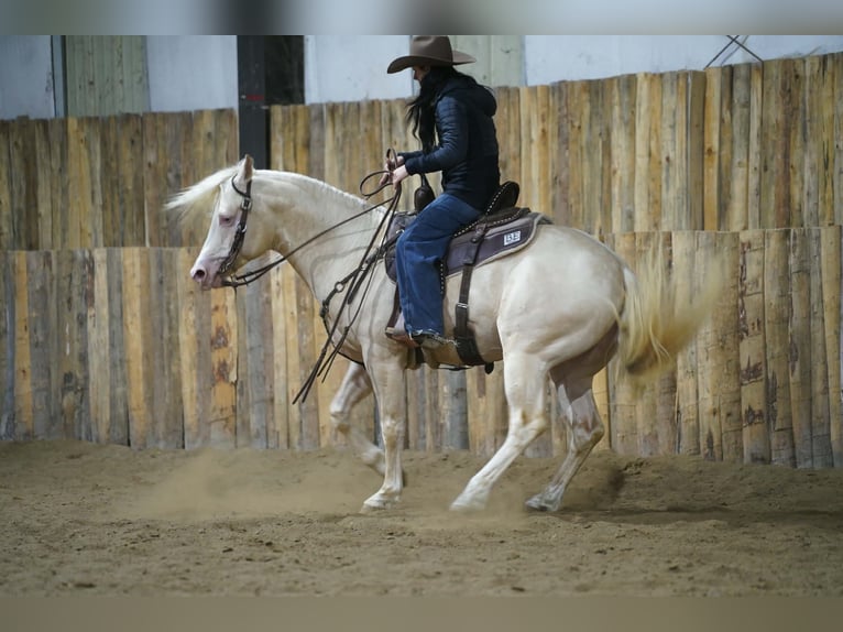 American Quarter Horse Hengst 5 Jahre 152 cm Cremello in Brandon
