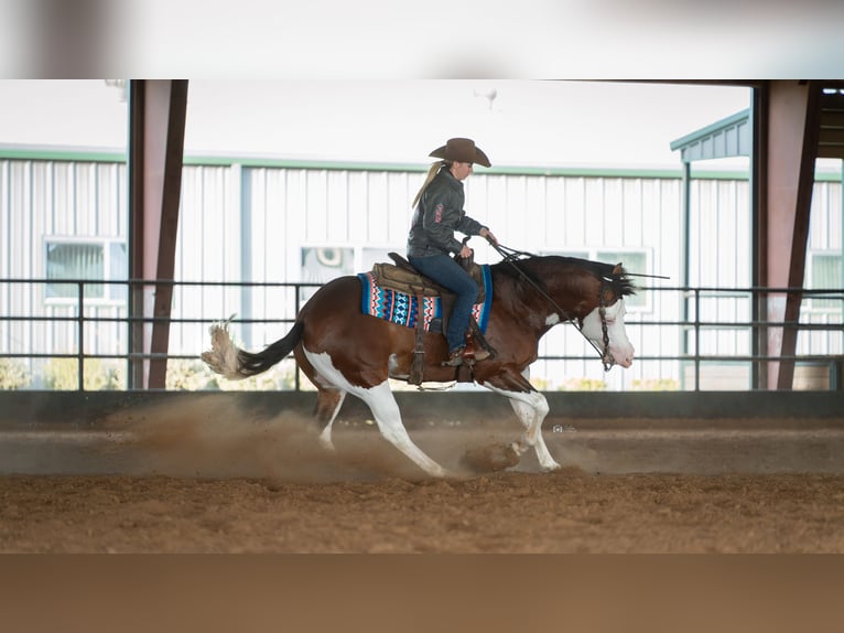 American Quarter Horse Hengst 5 Jahre 152 cm in Aubrey, TX