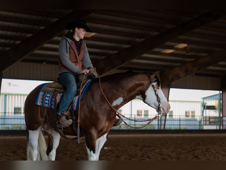 American Quarter Horse Hengst 5 Jahre 152 cm in Aubrey, TX