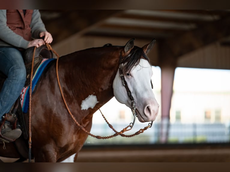 American Quarter Horse Hengst 5 Jahre 152 cm in Aubrey, TX