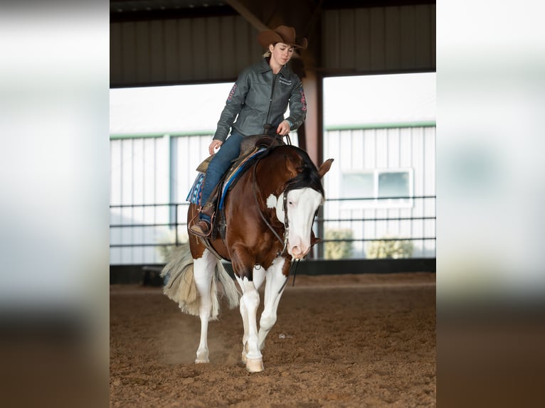 American Quarter Horse Hengst 5 Jahre 152 cm in Aubrey, TX