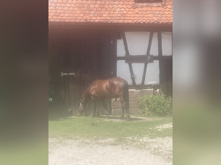 American Quarter Horse Hengst 5 Jahre 160 cm Brauner in Roth
