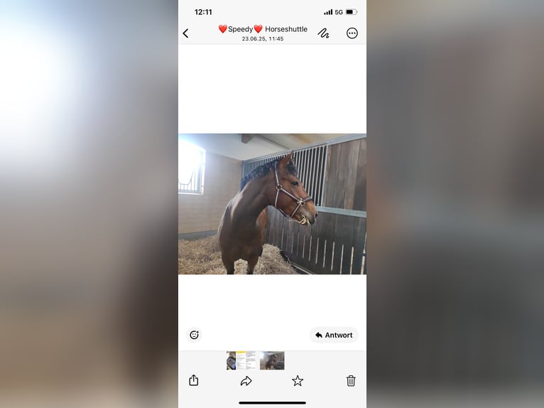 American Quarter Horse Hengst 5 Jahre 160 cm Brauner in Roth