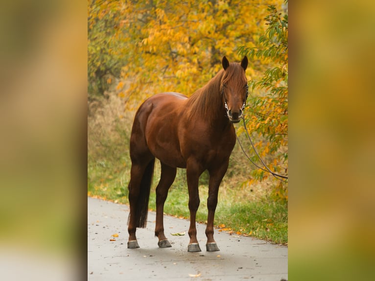 American Quarter Horse Hengst 5 Jahre 162 cm Fuchs in Gustow