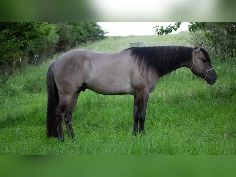 American Quarter Horse Hengst 5 Jahre Grullo in Hartenfels