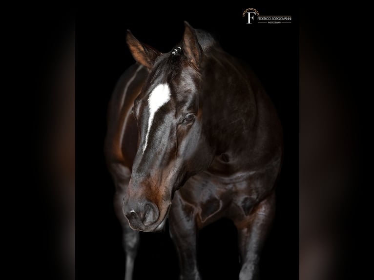 American Quarter Horse Hengst 5 Jahre Schwarzbrauner in Modena