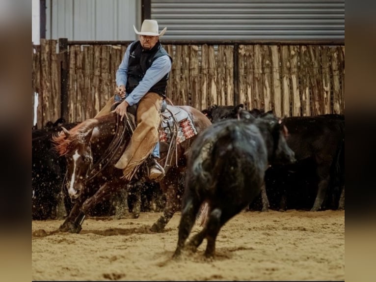 American Quarter Horse Hengst 6 Jaar 147 cm in Waco, TX