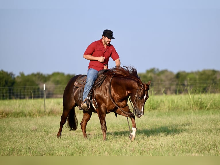 American Quarter Horse Hengst 6 Jaar 147 cm in Waco, TX