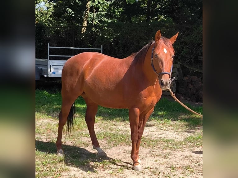 American Quarter Horse Hengst 6 Jaar 148 cm Vos in Nahrendorf