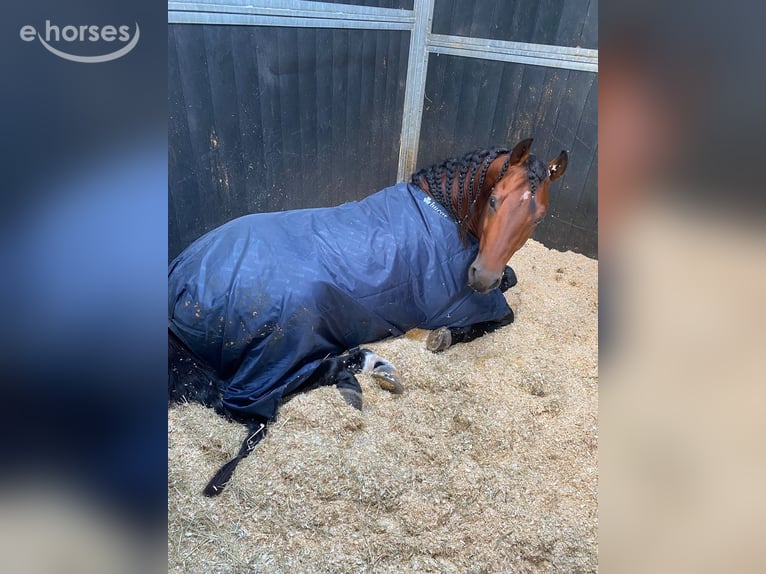 American Quarter Horse Hengst 6 Jaar 150 cm Bruin in Bergeijk