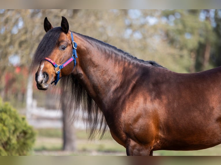 American Quarter Horse Hengst 6 Jaar 150 cm Donkerbruin in Gorz&#xF3;w Wlkp.