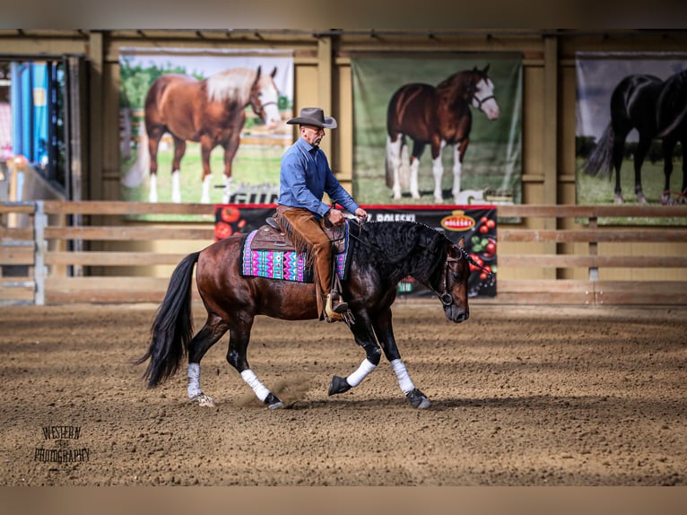 American Quarter Horse Hengst 6 Jaar 150 cm Donkerbruin in Gorz&#xF3;w Wlkp.