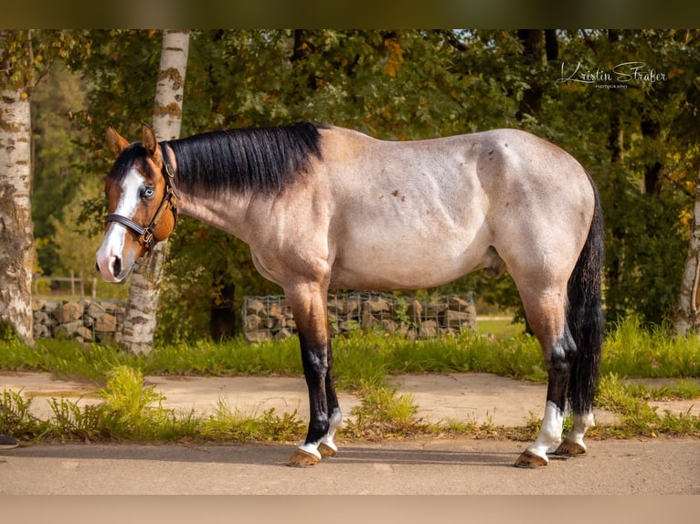 American Quarter Horse Hengst 6 Jaar 150 cm Roan-Bay in Buch am Irchel