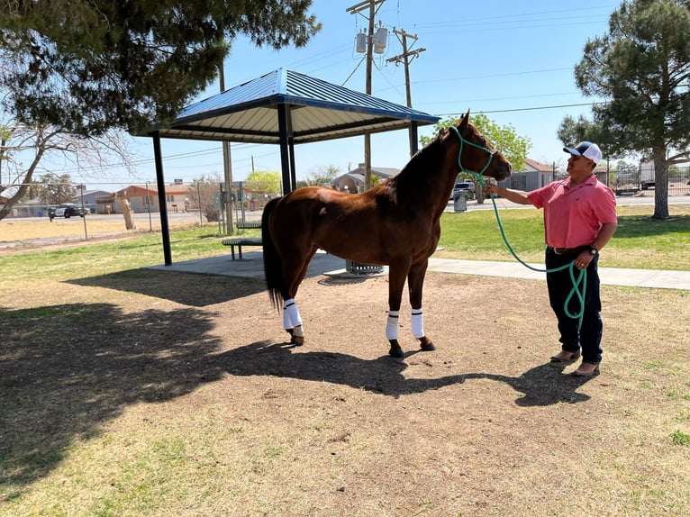 American Quarter Horse Hengst 6 Jaar 152 cm Roodvos in Socorra, TX