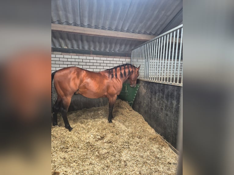 American Quarter Horse Hengst 6 Jaar 155 cm Donkerbruin in Almkerk