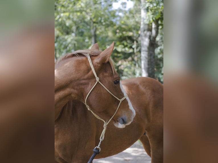 American Quarter Horse Hengst 6 Jaar 155 cm Roodvos in Wouwse Plantage