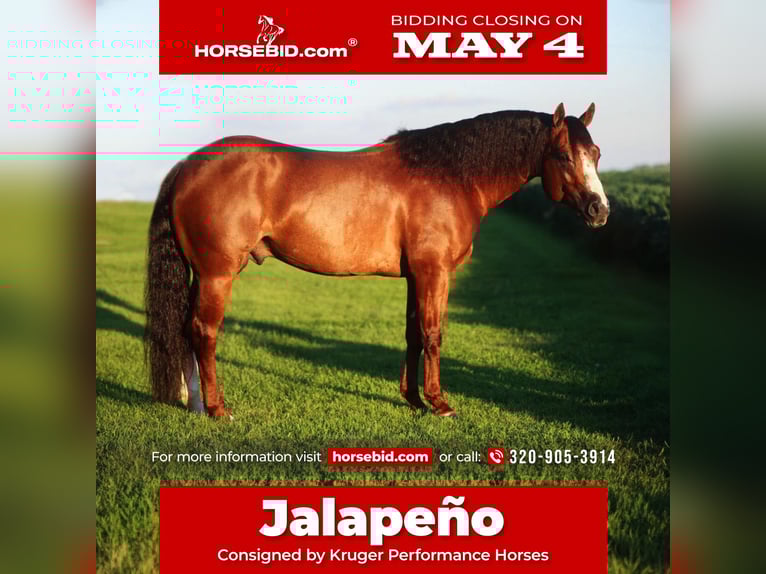 American Quarter Horse Hengst 6 Jaar Donkere-vos in Eloy