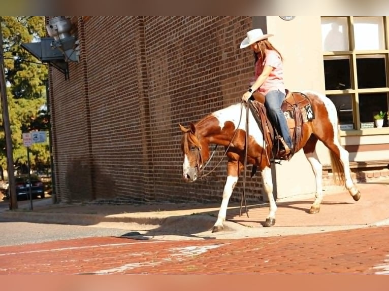 American Quarter Horse Hengst 6 Jahre 142 cm Dunkelfuchs in new york