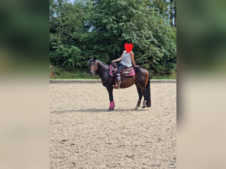 American Quarter Horse Hengst 6 Jahre 148 cm Brauner in Winsen (Aller)