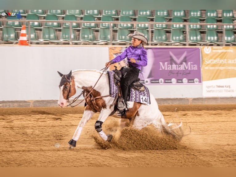 American Quarter Horse Hengst 6 Jahre 148 cm Tobiano-alle-Farben in Weyersheim