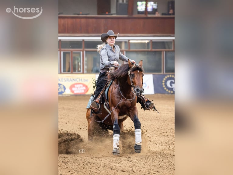 American Quarter Horse Hengst 6 Jahre 150 cm Brauner in Bergeijk