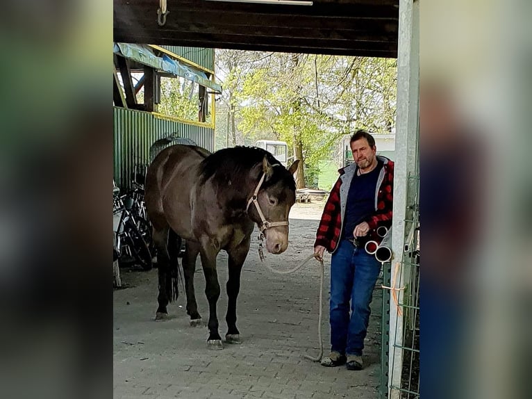 American Quarter Horse Hengst 6 Jahre 150 cm Champagne in Weilmünster