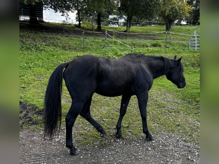 American Quarter Horse Hengst 6 Jahre 152 cm Rappe in Forbach