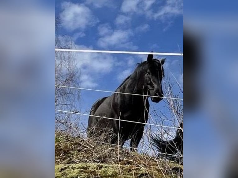 American Quarter Horse Hengst 6 Jahre 152 cm Rappe in Forbach