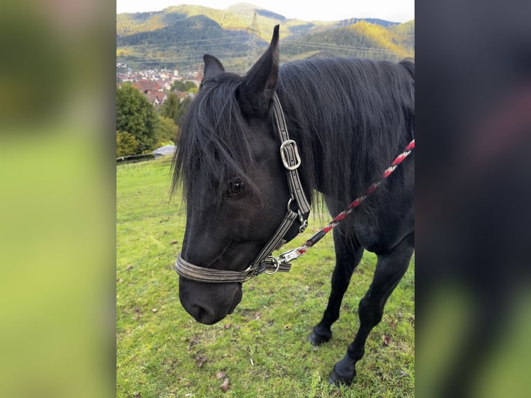 American Quarter Horse Hengst 6 Jahre 152 cm Rappe in Forbach