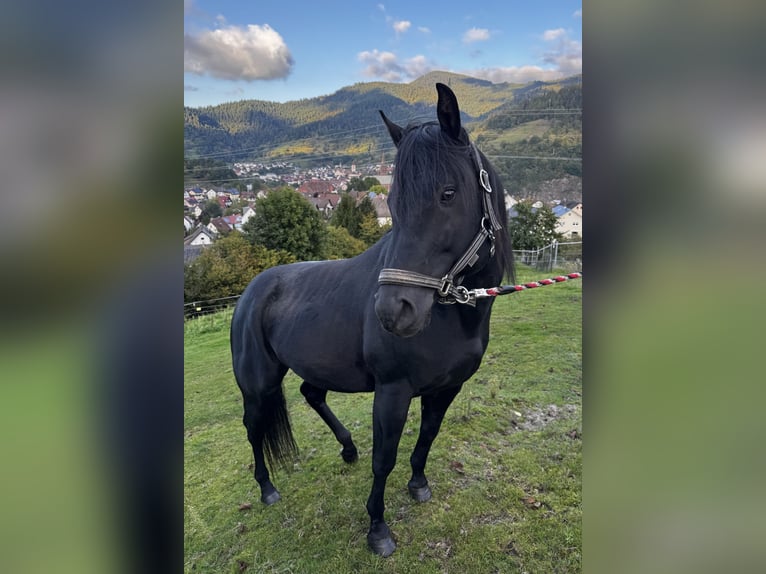 American Quarter Horse Hengst 6 Jahre 152 cm Rappe in Forbach