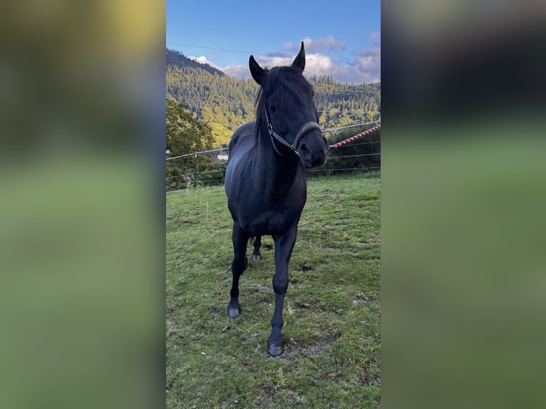 American Quarter Horse Hengst 6 Jahre 152 cm Rappe in Forbach