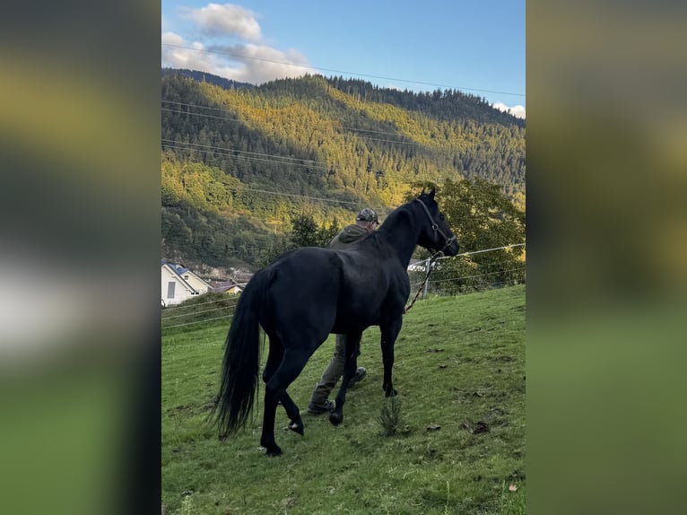 American Quarter Horse Hengst 6 Jahre 152 cm Rappe in Forbach