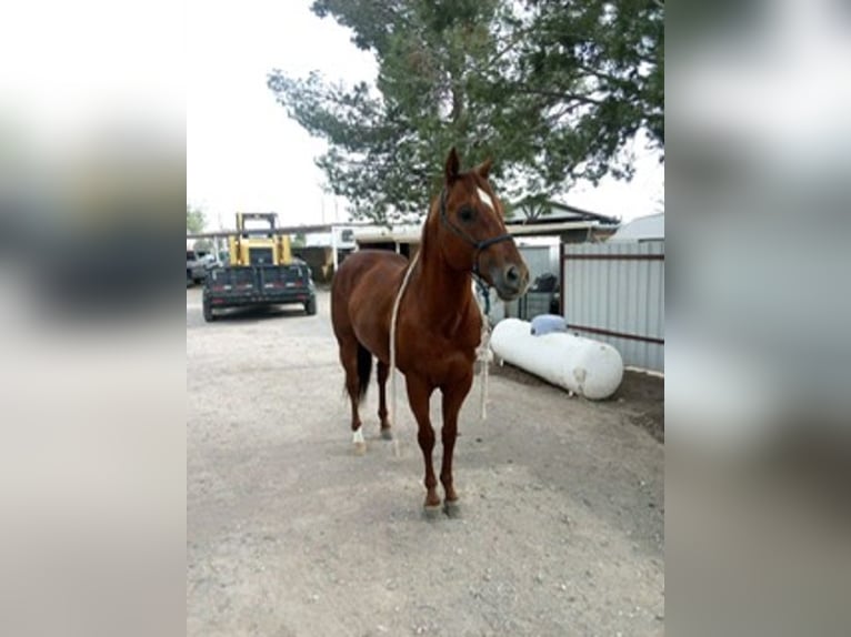 American Quarter Horse Hengst 6 Jahre 152 cm Rotfuchs in El Paso, TX