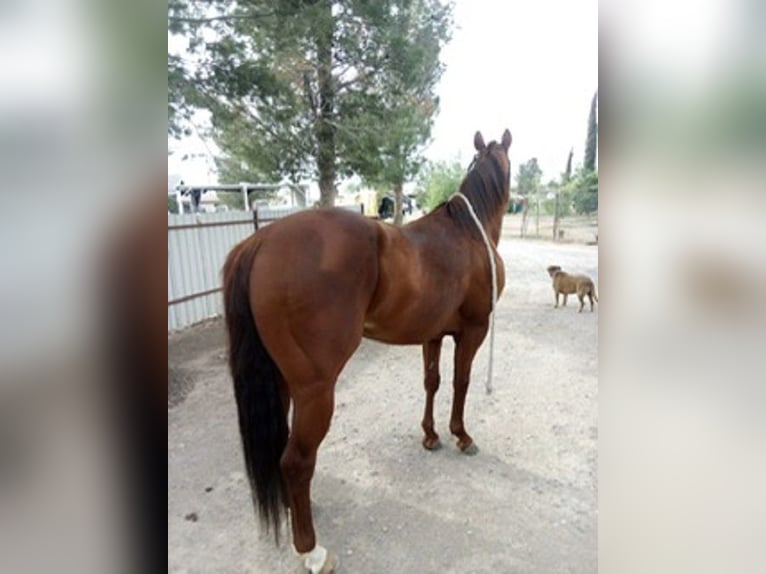 American Quarter Horse Hengst 6 Jahre 152 cm Rotfuchs in El Paso, TX