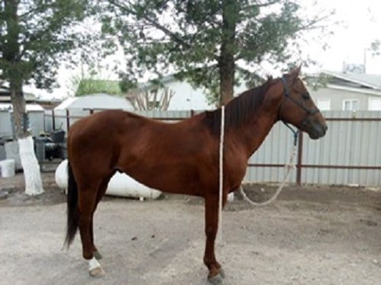 American Quarter Horse Hengst 6 Jahre 152 cm Rotfuchs in El Paso, TX