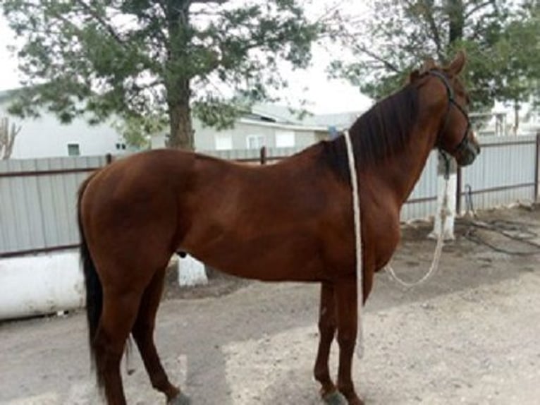 American Quarter Horse Hengst 6 Jahre 152 cm Rotfuchs in El Paso, TX