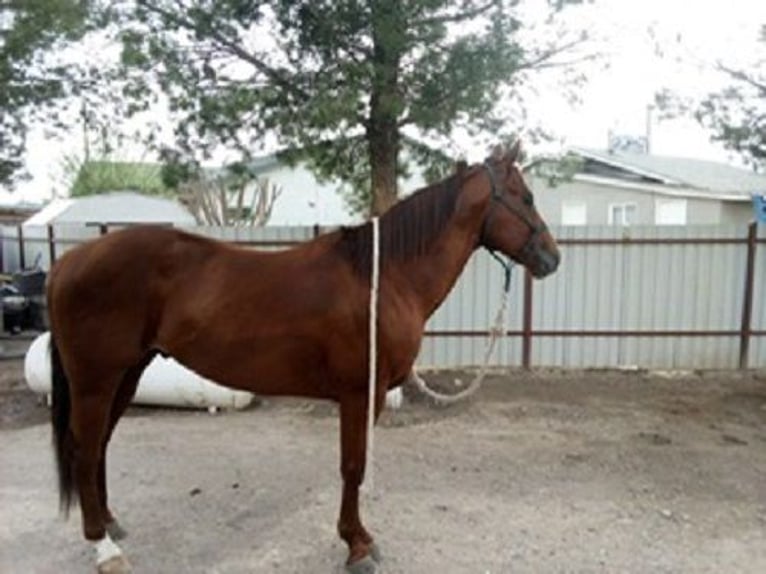 American Quarter Horse Hengst 6 Jahre 152 cm Rotfuchs in El Paso, TX