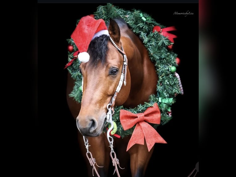 American Quarter Horse Hengst 6 Jahre 155 cm Dunkelbrauner in Almkerk